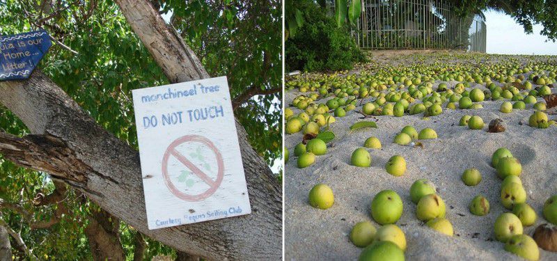 “المنشينيل” تفاح الموت و أخطر شجرة على وجه الأرض