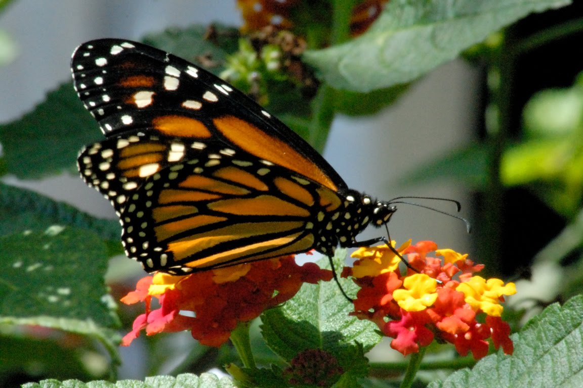 بالصور والمعلومات أكبر حدائق الفراشات فى كوالا لمبور