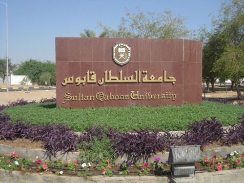جامعة السلطان قابوس تنجح في زراعة نبات الشمر