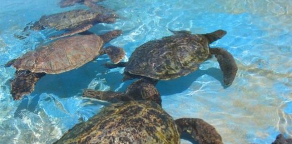 شاطئ رأس الجنز العماني يضم 20 ألف نوع من السلاحف