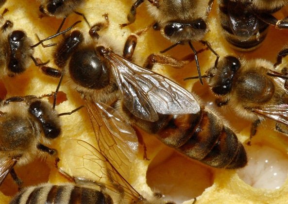 طريقة تربية ملكات النحل