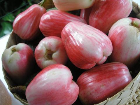 فوائد تناول ثمار تفاح الملايو ” Malay Apples”