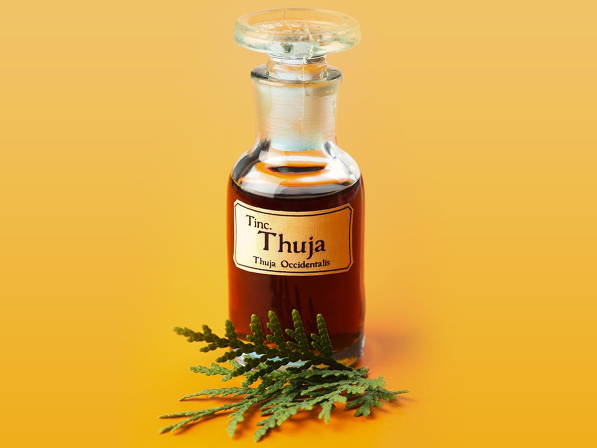 فوائد زيت عفص “Thuja” على الصحة