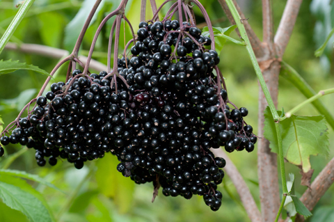 فوائد فاكهة خمان ” Elderberries “