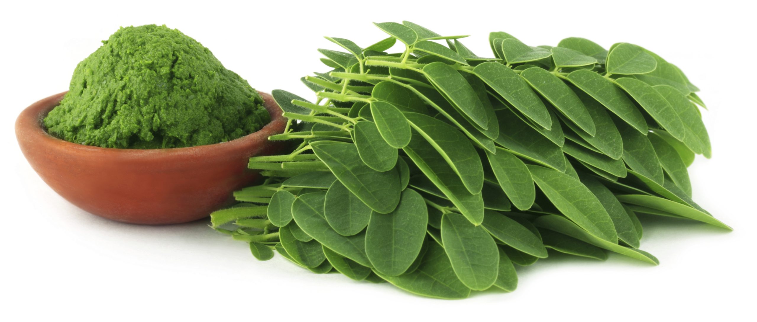 فوائد نبات المورينجا ” moringa “