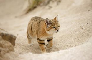 قط الرمال العربي يعود بعد غياب 11 عاما في صحراء دبي
