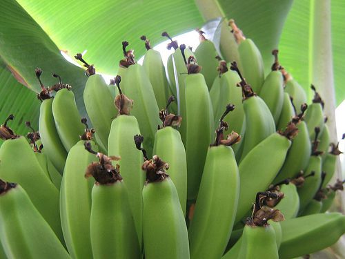 كيف تتم زراعة الموز ؟