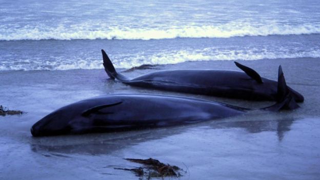 كيف تحدث ظاهرة تجنح الحيتان ؟