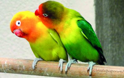 كيفية الاعتناء بطيور الحب