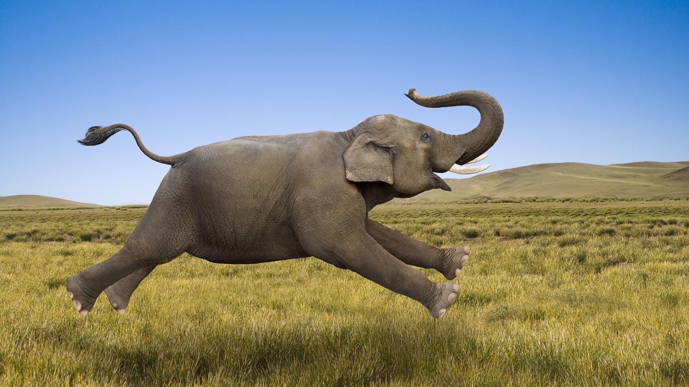 ما هو صوت الفيل ؟
