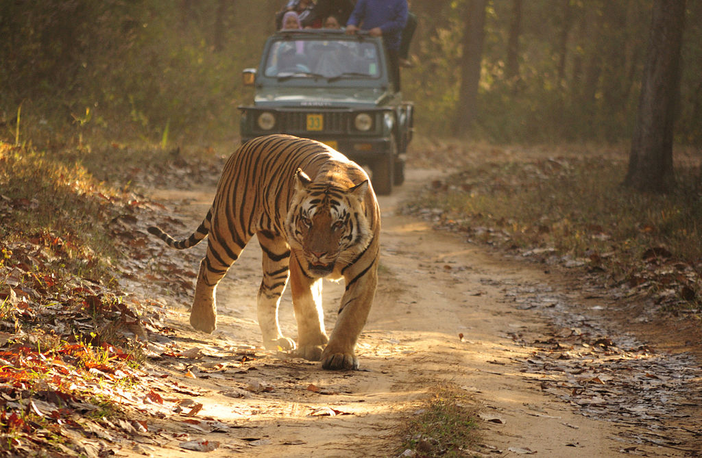 محمية النمور بالحديقة الوطنية كنهو في الهند