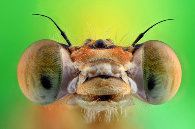 “مشعل الريحان ” علامة بارزة في تصوير الماكرو للحشرات