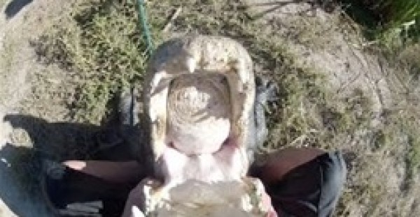 مغامر يرتدي كاميرا “جو برو” لتصوير فك تمساح من الداخل