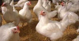 هل دجاج اللحم “برويلر” غير صحي ؟