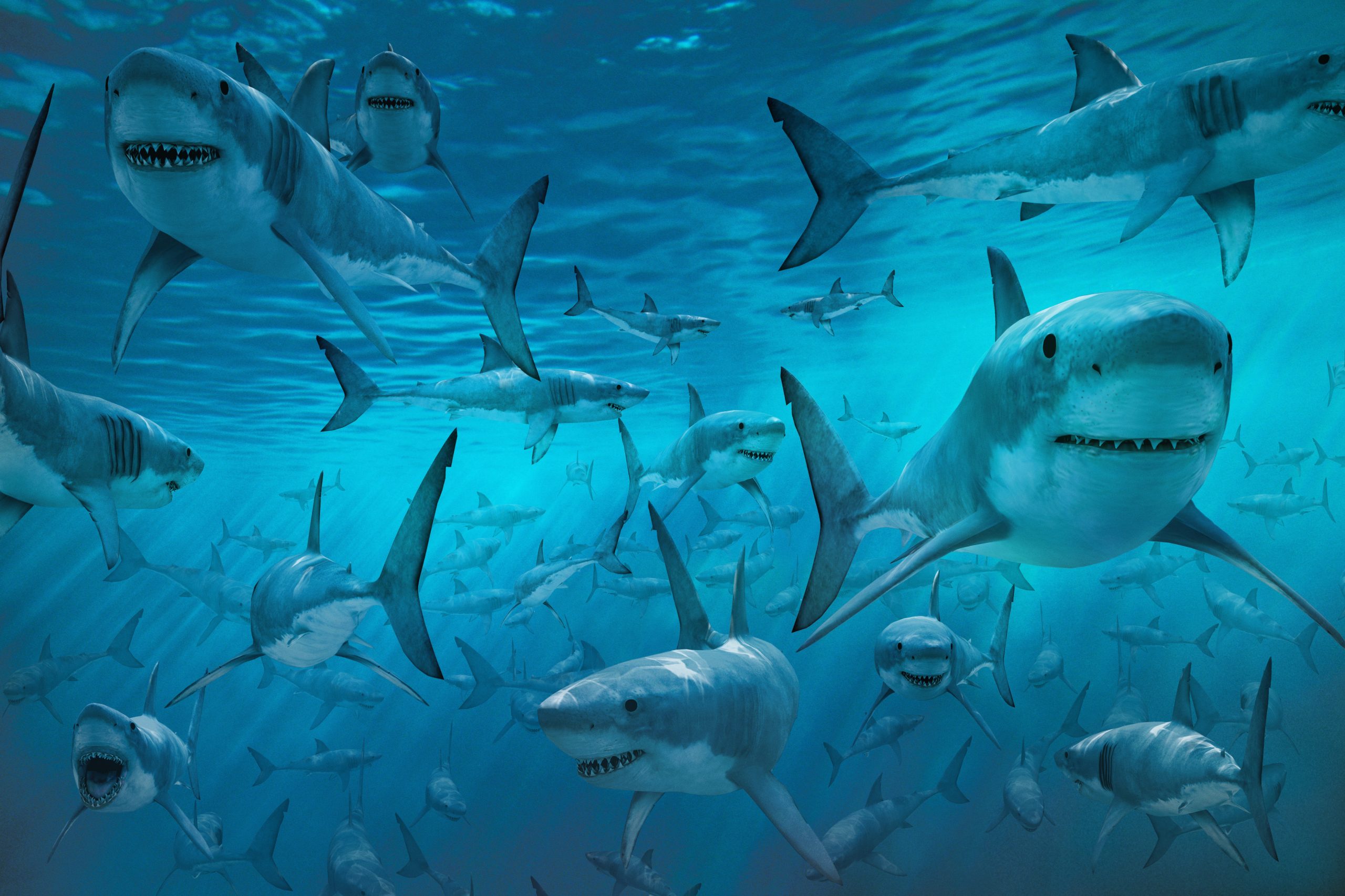 أسماك القرش ما لا تعرفه عنها ” فيديو “
