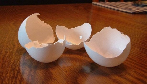 استخدام قشر البيض كسماد للتربة