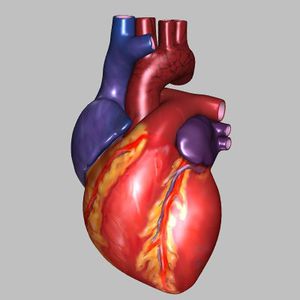 اعراض و اسباب التهاب صمامات القلب