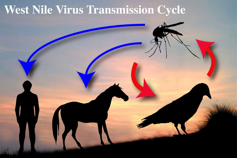 العلاجات المنزلية لفيروس غرب النيل ” West Nile Virus “