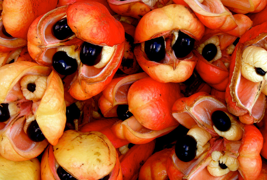 الفوائد الصحية لفاكهة آقية ” Ackee “