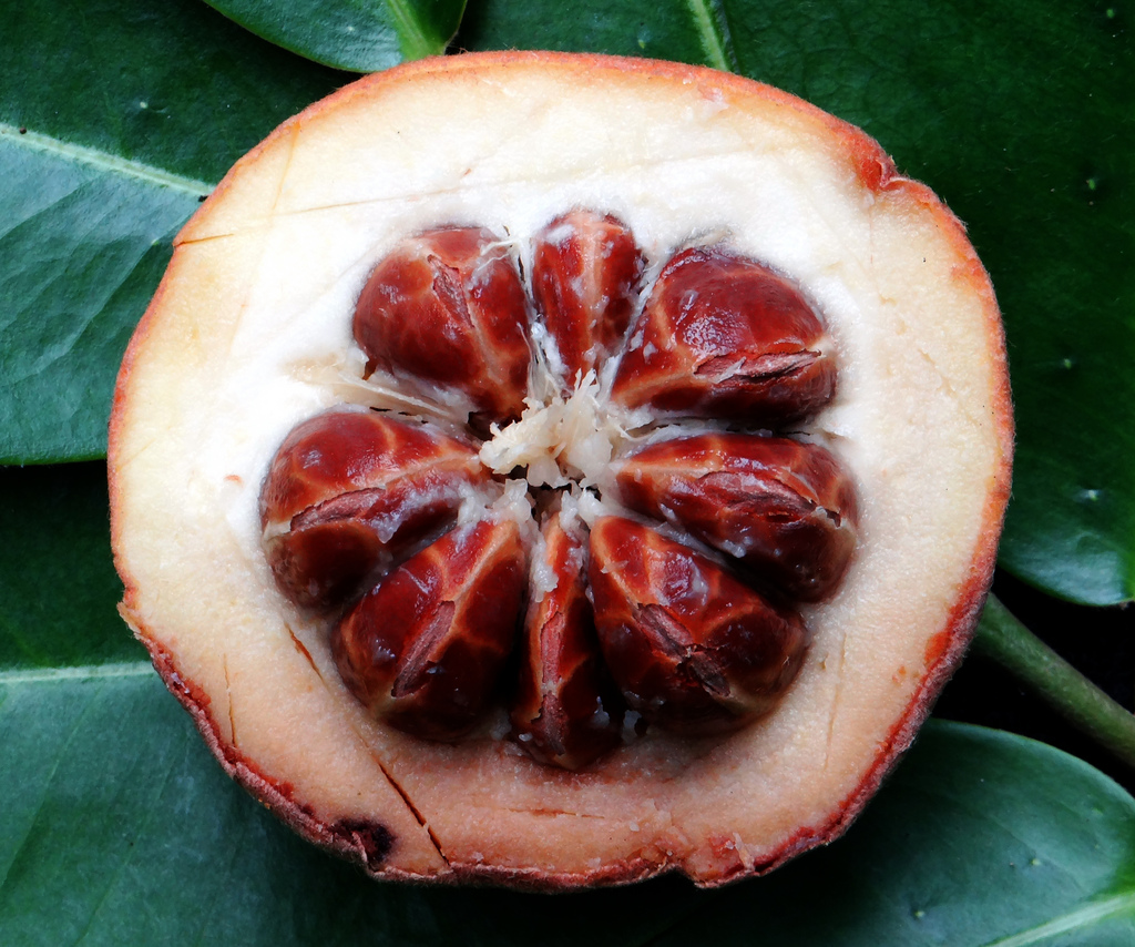 الفوائد الصحية لفاكهة البولو ” Mabolo “