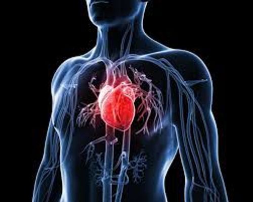 الوظائف التي تتطلب جهد بدني تصيبك بداء القلب الإفقاري