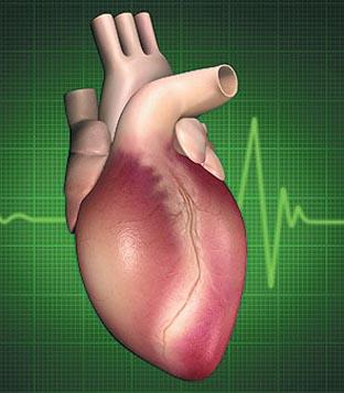 وظائف صمامات القلب