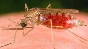 جهود علمية أدت لتراجع وفيات الملاريا