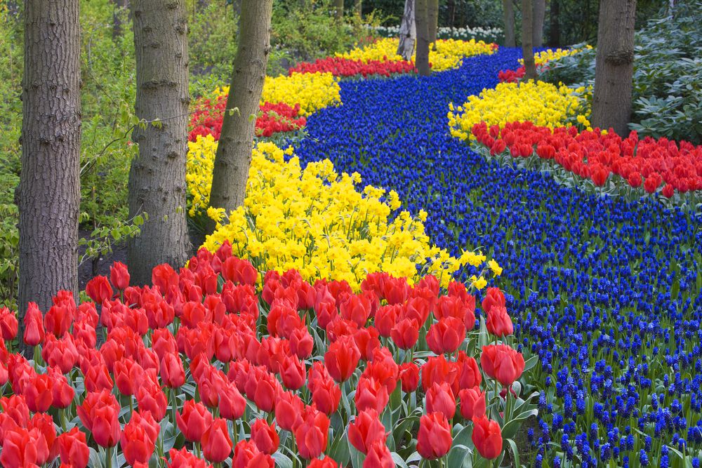 زهور هولندا بالصور