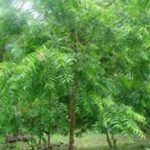 شجرة النيم الهندية تساعد في علاج سرطان البنكرياس