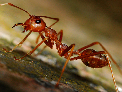 عالم يسكب ألمنيوم حرارته 650 ليكشف عن بناء بيوت النمل ” فيديو “