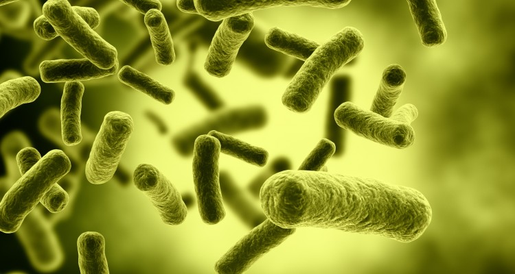 فوائد البكتيريا النافعة في جسم الانسان