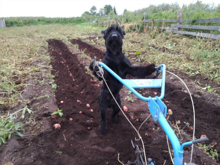 كلب يحصل على لقب مزراع