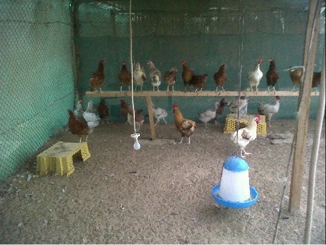 كيف نربي الدجاج في المنزل حتى مرحلة البيض ؟