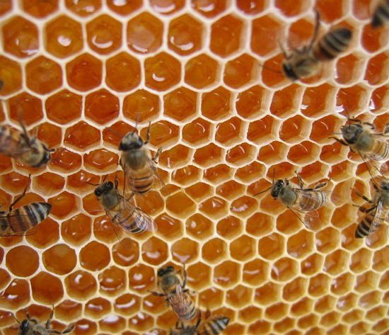 كيف نعمل على زيادة إنتاج العسل