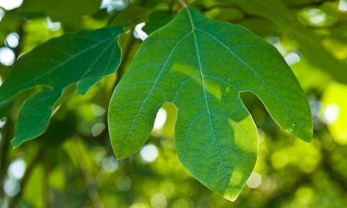 ما هو نبات ساسافراس “Sassafras ” و فوائده الصحية