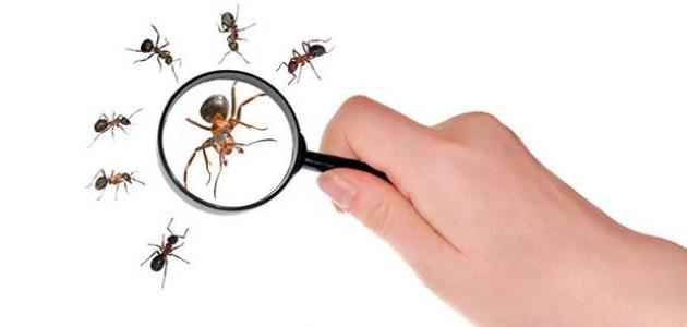 مكافحة النمل في المنزل