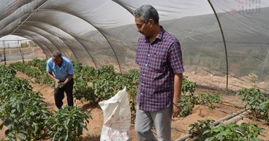 الزراعة: مشروع الصوب وفر لمصر المحاصيل فى فترات أزمات عاشها العالم