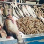 ننشر أسعار الأسماك في الأسواق اليوم الأربعاء 23 أغسطس 2023