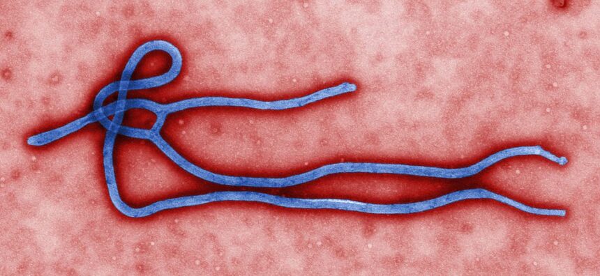 اعراض و معلومات عن فيروس ايبولا