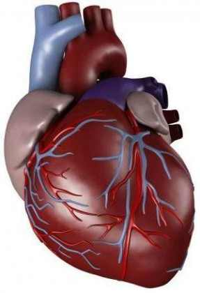 اسباب و علاج اعتلال عضلة القلب