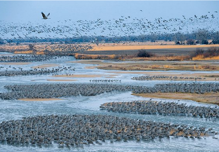 صور هجرة الطيور إلى نبراسكا