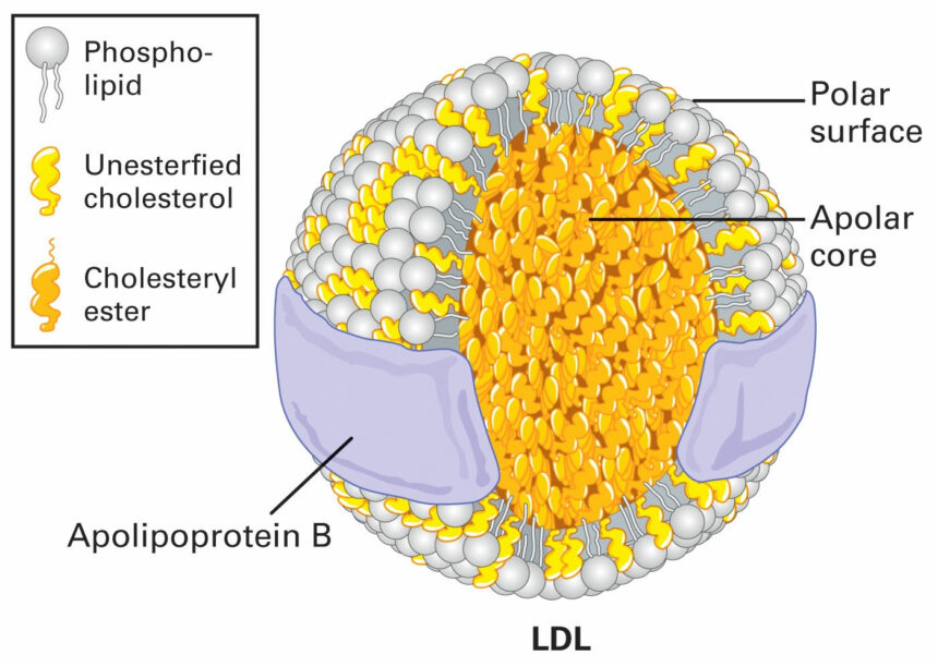 طرق منع اكسدة الكولسترول LDL الضار