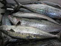 فوائد و اضرار سمك الماكريل
