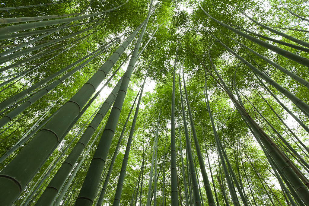 بستان الخيزران الرائع في كيوتو باليابان