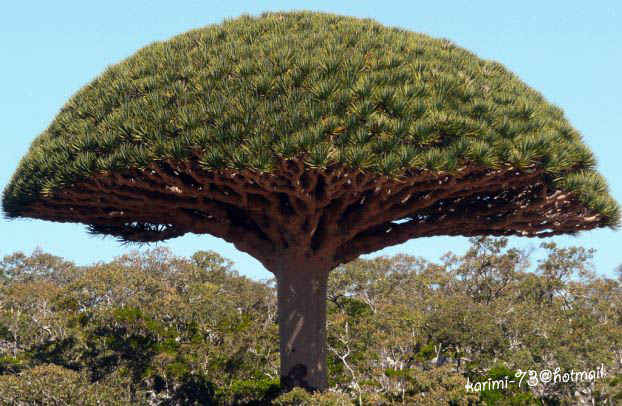 شجرة دم التنين واحدة من أجمل وأغرب الأشجار في العالم