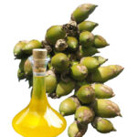 اهمية زيت البابسو ” Babassu Oil “و فوائده للشعر و البشرة