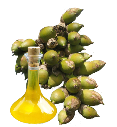 اهمية زيت البابسو ” Babassu Oil “و فوائده للشعر و البشرة