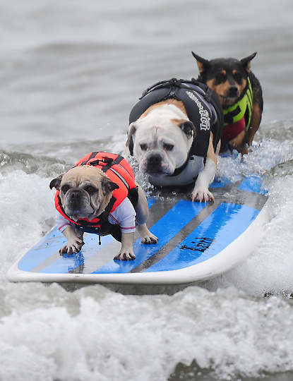 ثلاثة كلاب تركب الامواج