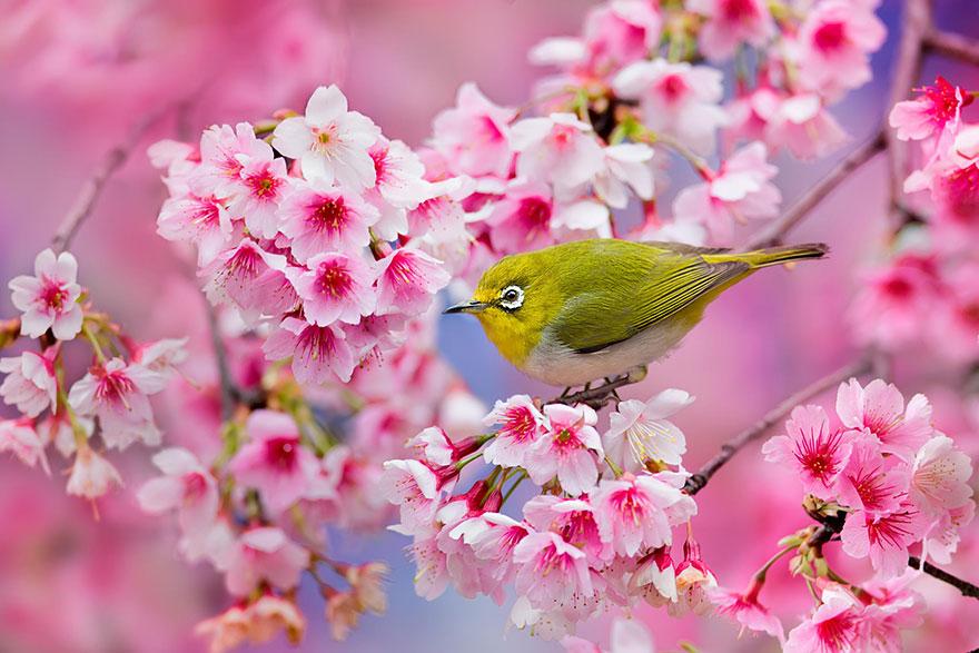 زهور الكرز في اليابان