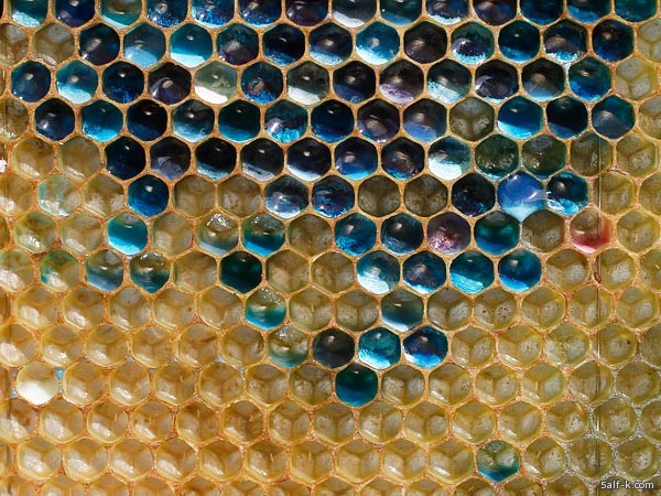 معجزة اكتشاف العسل الملون في فرنسا